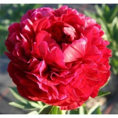 Peony - Henry Bockstoce Peony - Henry Bockstoce