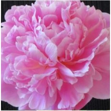 Peony - Jacorma (Seasonal)