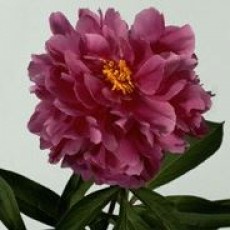Peony - Karl Rosenfield 