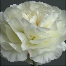 Peony - Kelways Glorious 