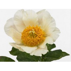 Peony - Moonrise 60cm