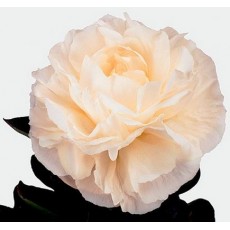 Peony - Mothers Choice 