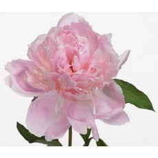 Peony - Neomy Demay 