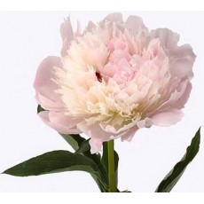 Peony - Pecher / Light Pink 