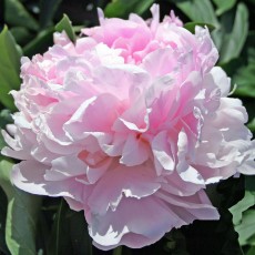 Peony - Pink Giant 