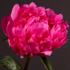 Peony - Pink Jazz
