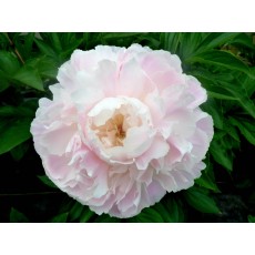 Peony - Shirley Temple 60cm 