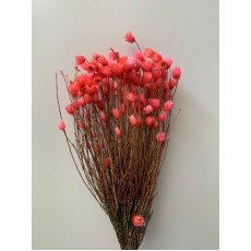 Dried Phaenocoma- Pink
