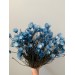 Dried Phaenocoma - Blue