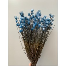 Dried Phaenocoma - Blue