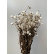 Dried Phaenocoma - White 