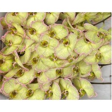 Phalaenopsis Moments Phalaenopsis Moments