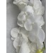 Phalaenopsis Serenity White