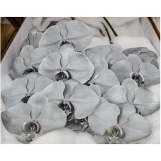 Phalaenopsis Silver