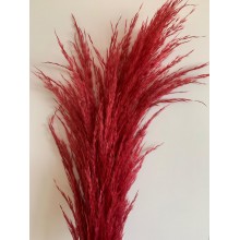 Preserved Pampas - Blood Red