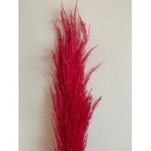 Preserved Pampas - Fire Red 