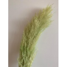 Preserved Pampas - Light Green 