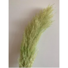 Preserved Pampas - Light Green 