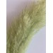 Preserved Pampas - Light Green 