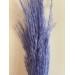 Preserved Pampas- Lilac