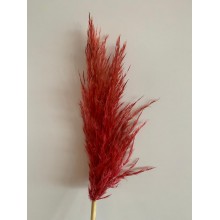 Preserved Pampas - Dark Red