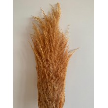 Preserved Pampas - Rustic
