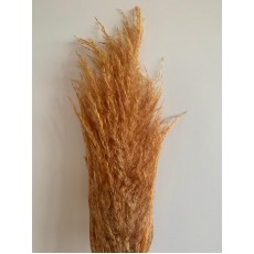 Preserved Pampas - Rustic