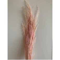 Preserved Pampas - Soft Pink