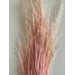 Preserved Pampas - Soft Pink