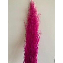 Preserved Pampas - Electric Pink