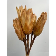 Preserved Protea - Repens Cream