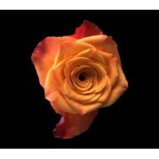 Mariyo Rose 