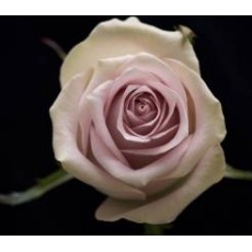 Morning Dew Rose 