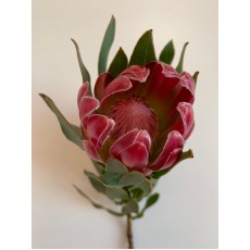 Protea Brenda 