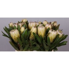 Protea - White Ice 