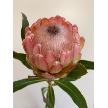 Protea - Sarah