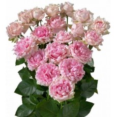 Candy Flow Candy Flow