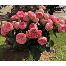 Charming Piano Charming Piano