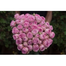 Scented Garden Spray Rose - Lavender 