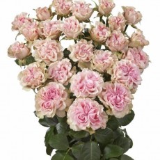 Sweet Flow Sweet Flow