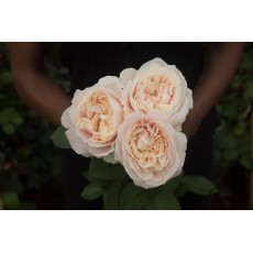 Chiffon 