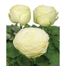 Pure Blond Pure Blond