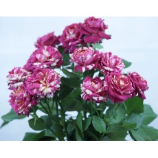 La Parisienne La Parisienne