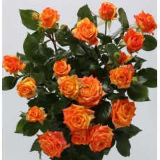 Orange Peps Orange Peps