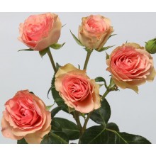 Rosa Loves Me 2 Times 