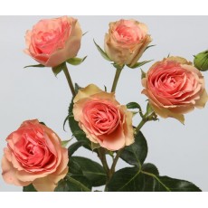 Rosa Loves Me 2 Times 