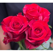 Gladiator 40cm 100 Stems	