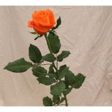 Kings Day T-Hybrid Rose 