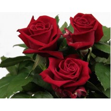 Lady Killer 70cm 300 Stems