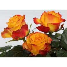 News Flash 2 News Flash 2